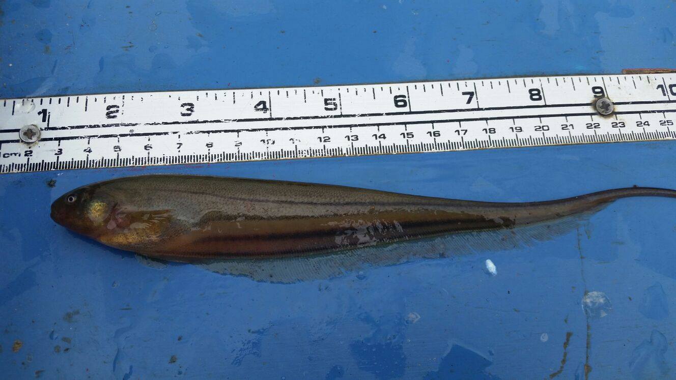 Peces rescatados Quimbo